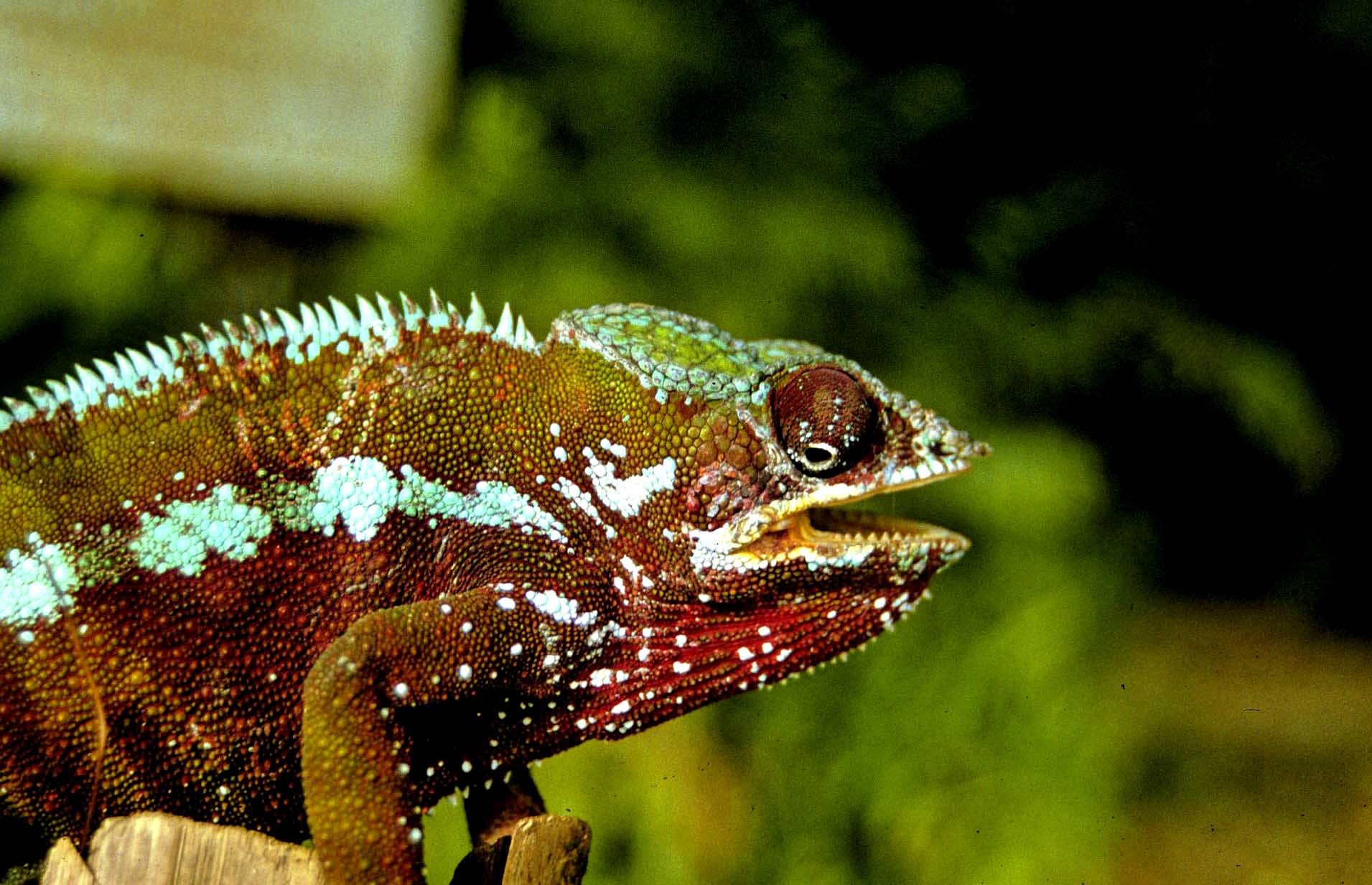 Furcifer