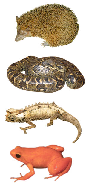 Vertebrates